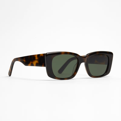 Maxwell | Amber Spotted Tortoise